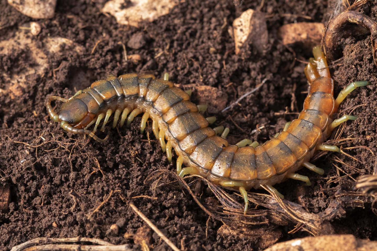 Scolopendra cingulata (Scolopendridae)